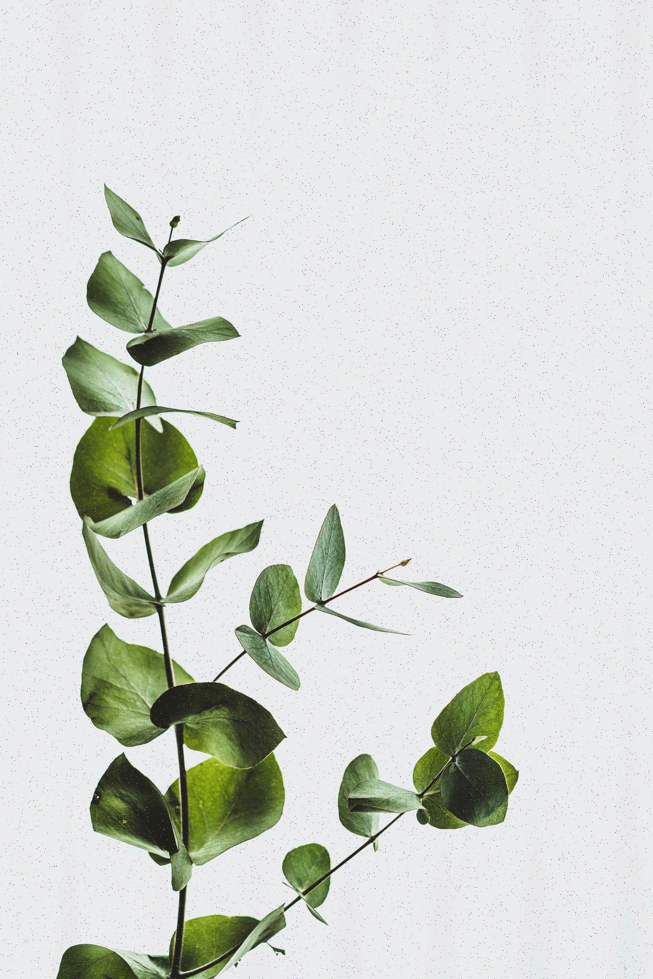 Nuestro estudio en acción